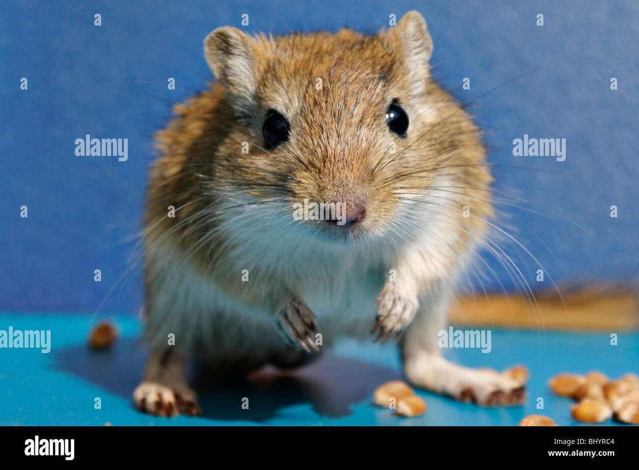 Meriones shawi Stock Photo Alamy