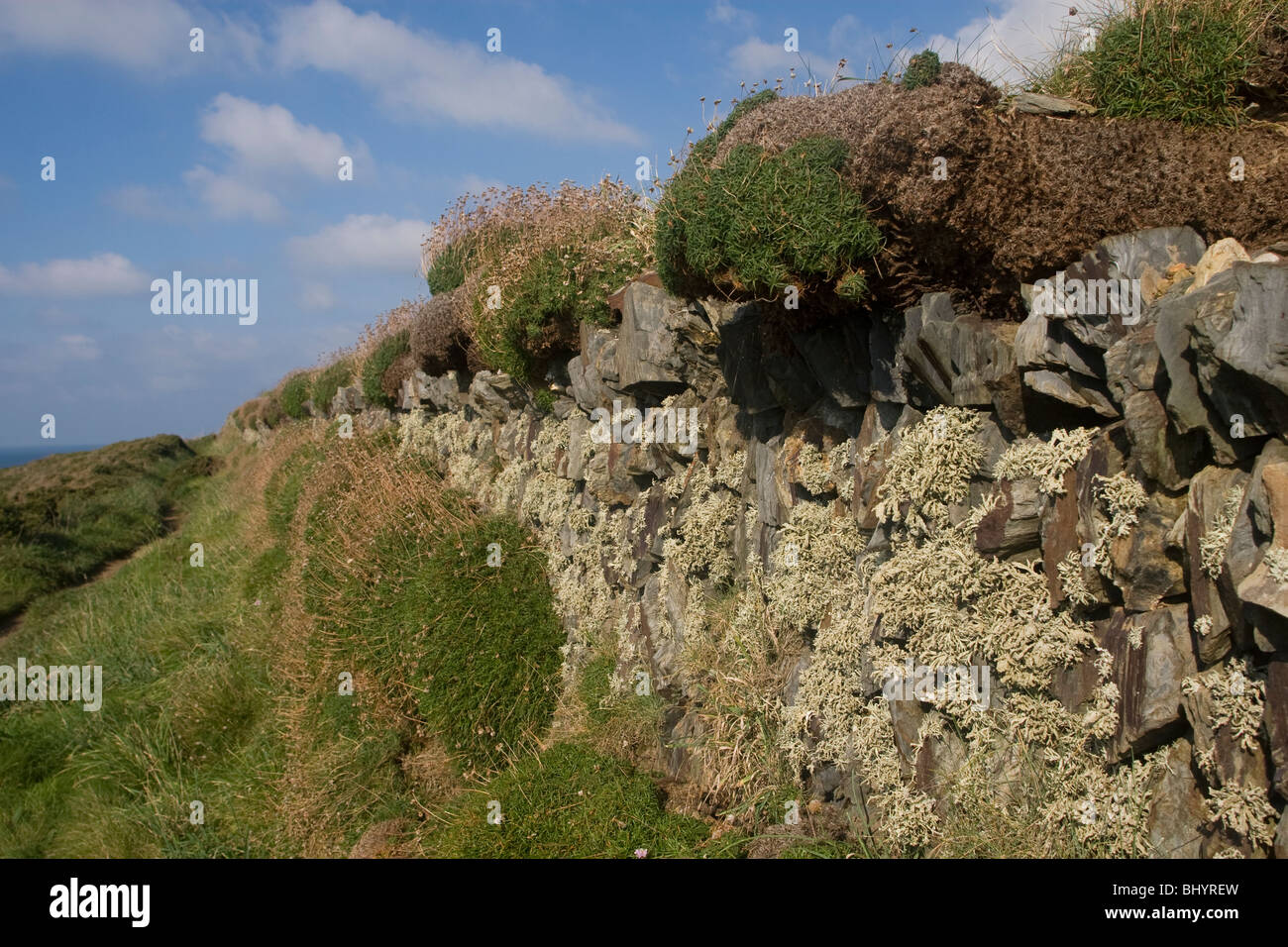 Cornish Lichen wall above the sea cliff Stock Photo