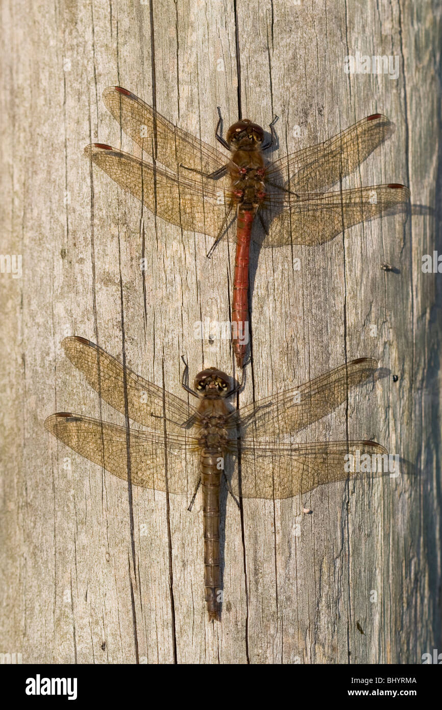 Common Darters - Sympetrum striolatum. Warming themselves on fence post in the autumn sun. Stock Photo