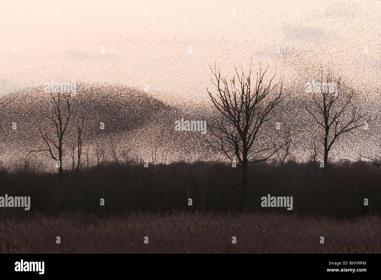 Starling roost on the Somerset Levels Stock Photo