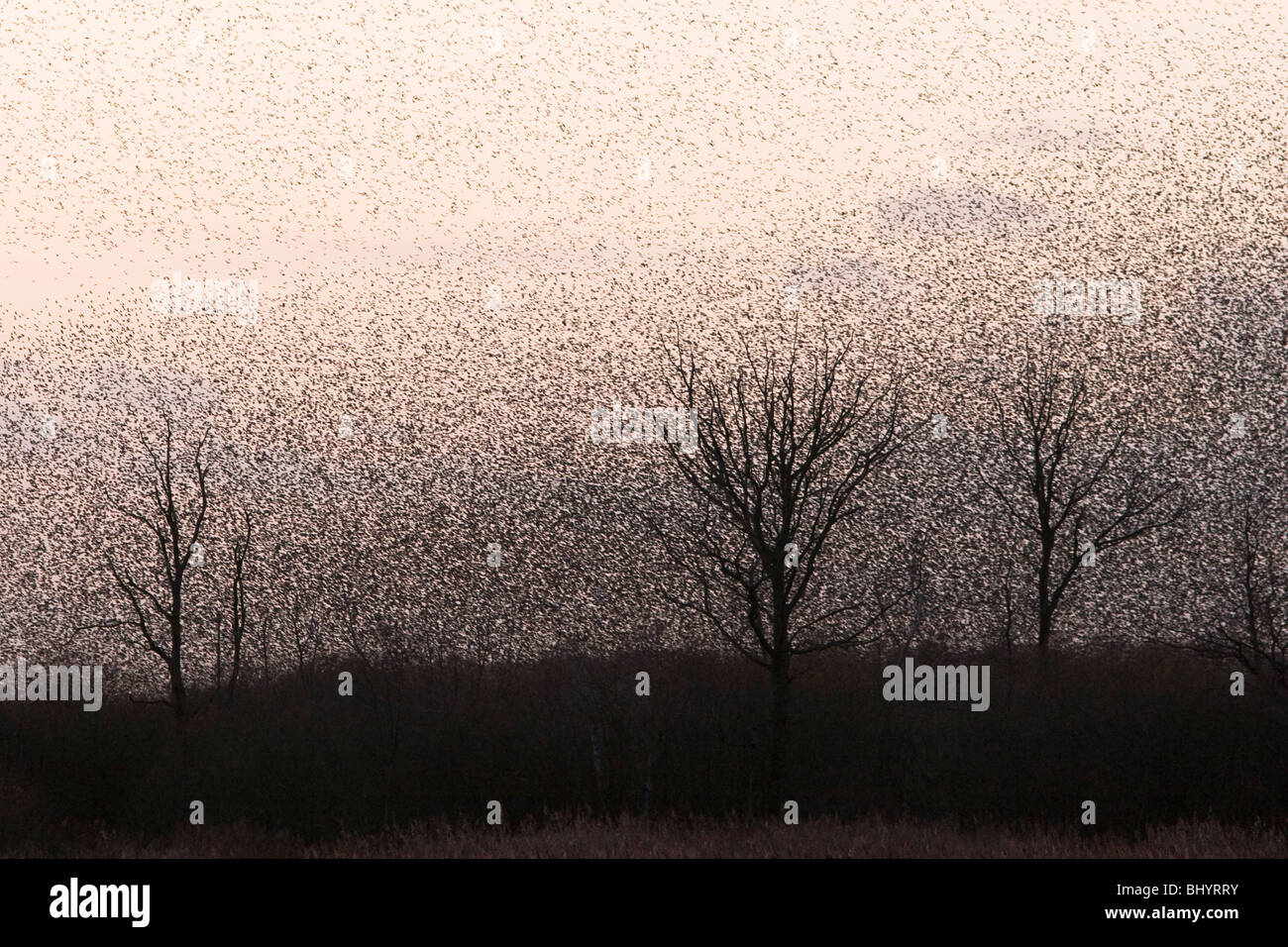 Starling roost on the Somerset Levels Stock Photo