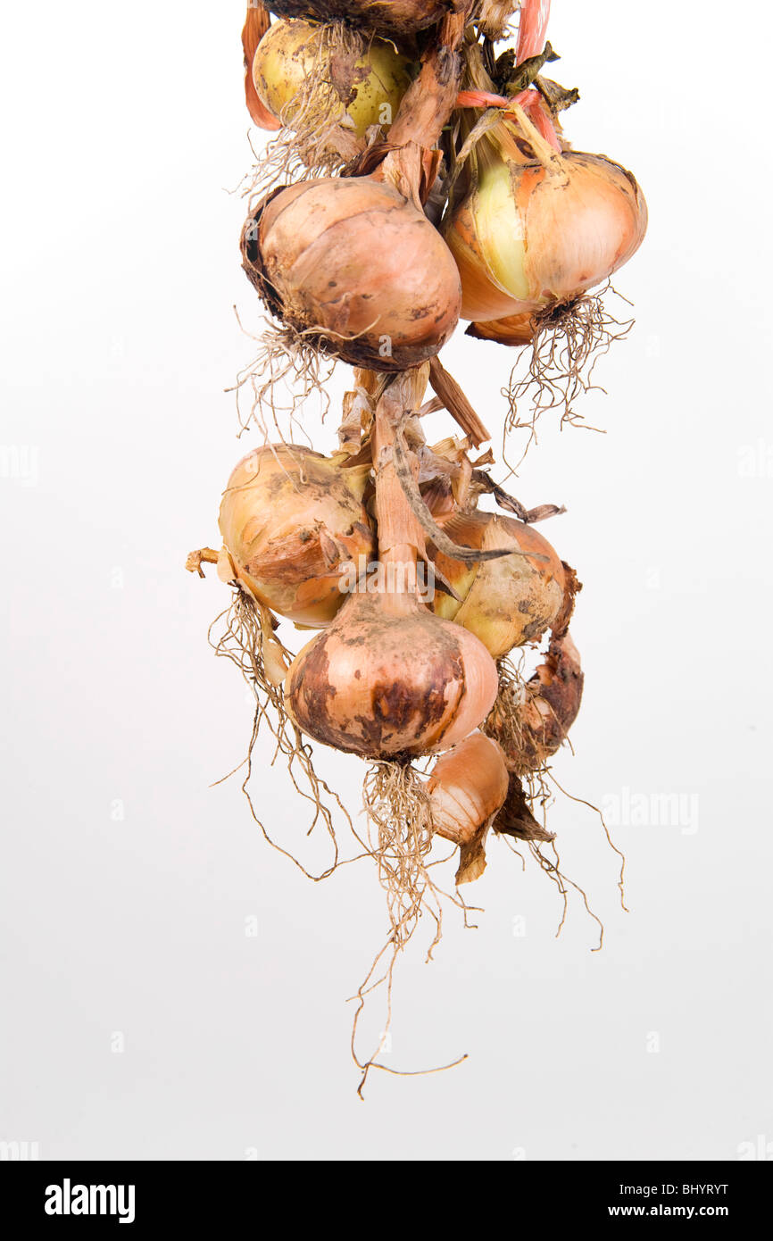 braided onion Stock Photo