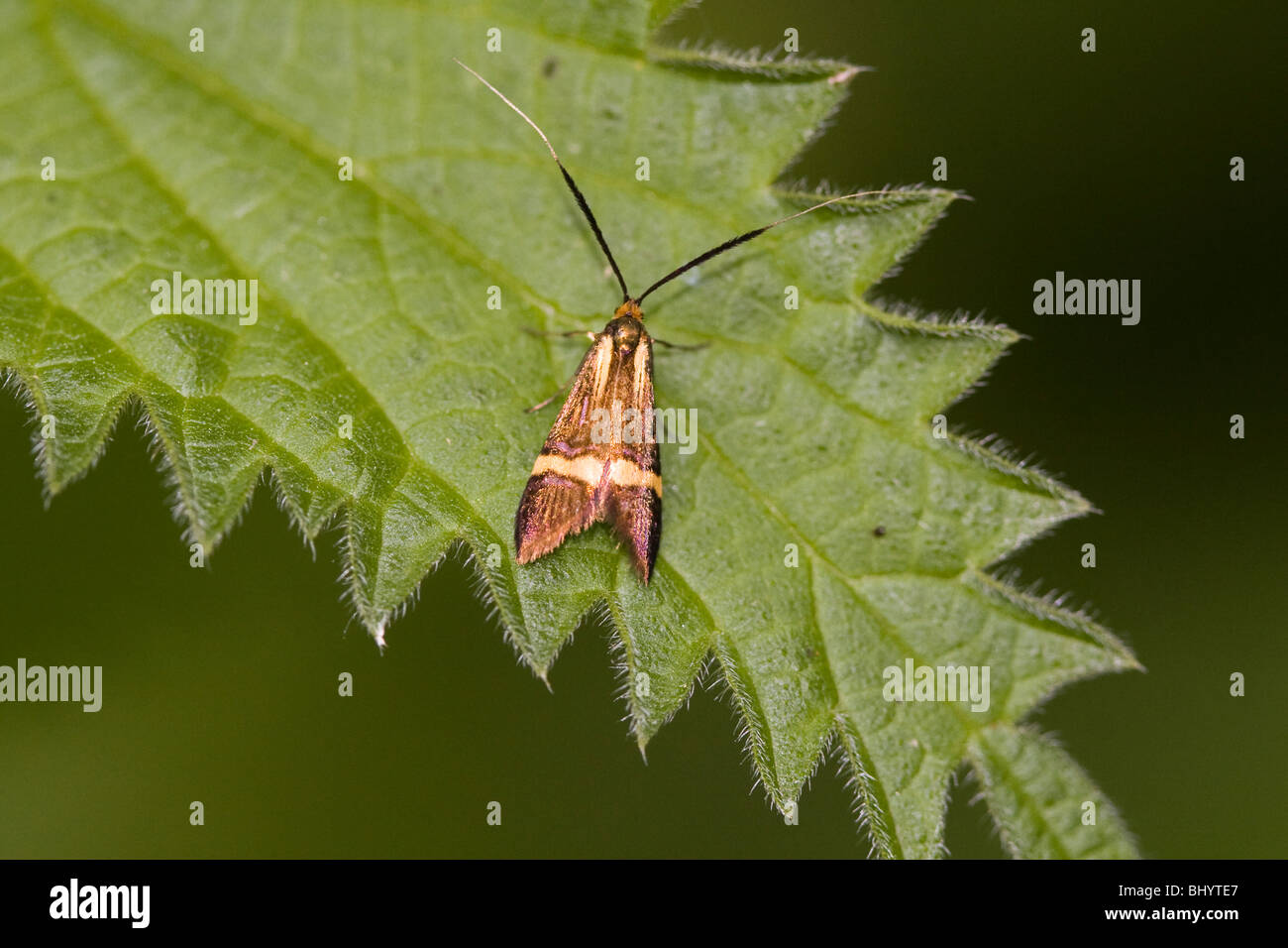 Longhorn Moth - Nemophora degeerella Stock Photo