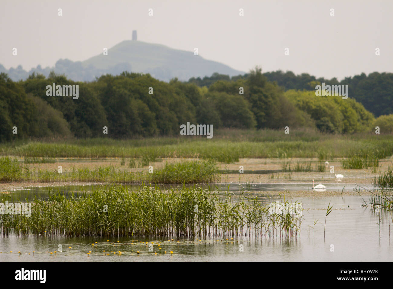 Glastonbury Tor from the Somerset Levels Stock Photo