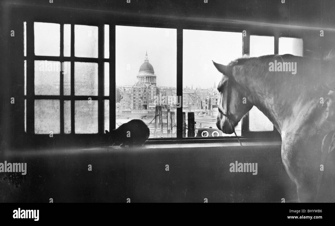Horse overlooking St Paul's Cathedral from a mutli storey stable, London, 1920s. Artist: George Davison Reid Stock Photo
