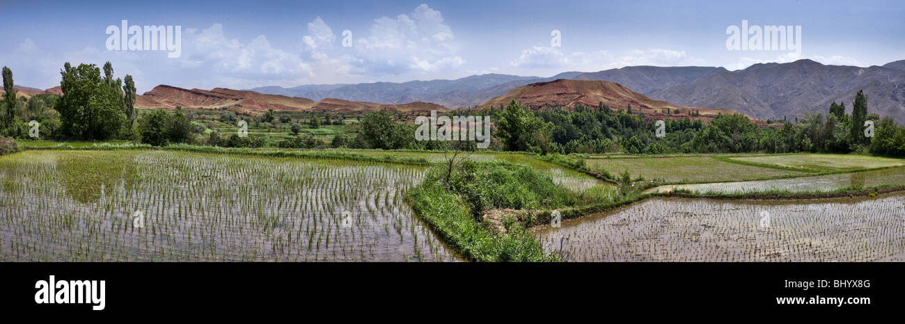 Iran: Landscape, paddy-fields in the province of Qazvin. Stock Photo