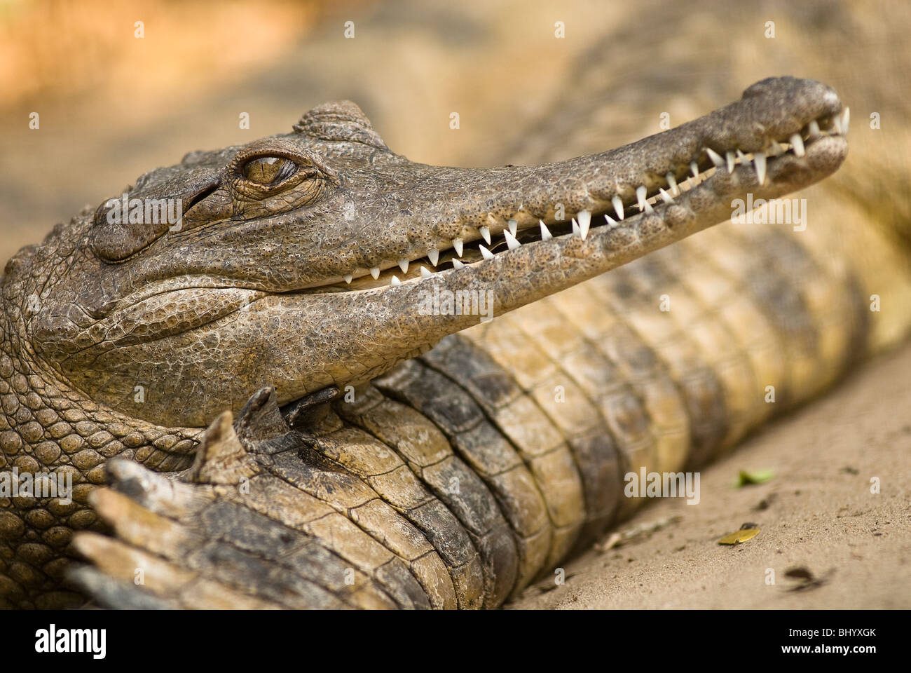 Slender snouted crocodile on the tail of another crocodile, St Lucia, Kwazulu Natal, South Africa Stock Photo