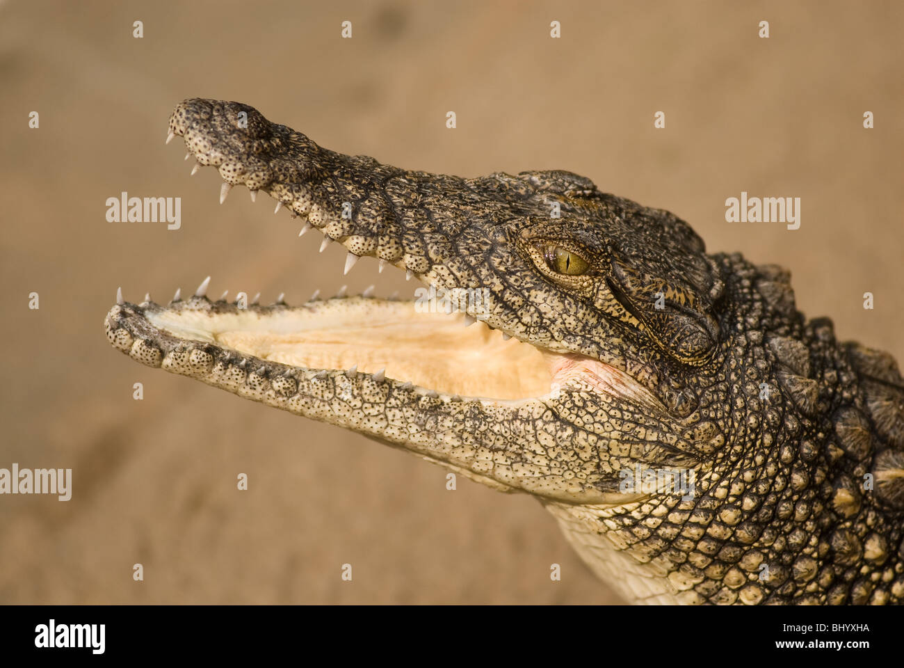 Nile Crocodile (Crocodylus niloticus) opening its jaws in the sun and exposing its teeth, St Lucia, Kwazulu Natal, South Africa Stock Photo