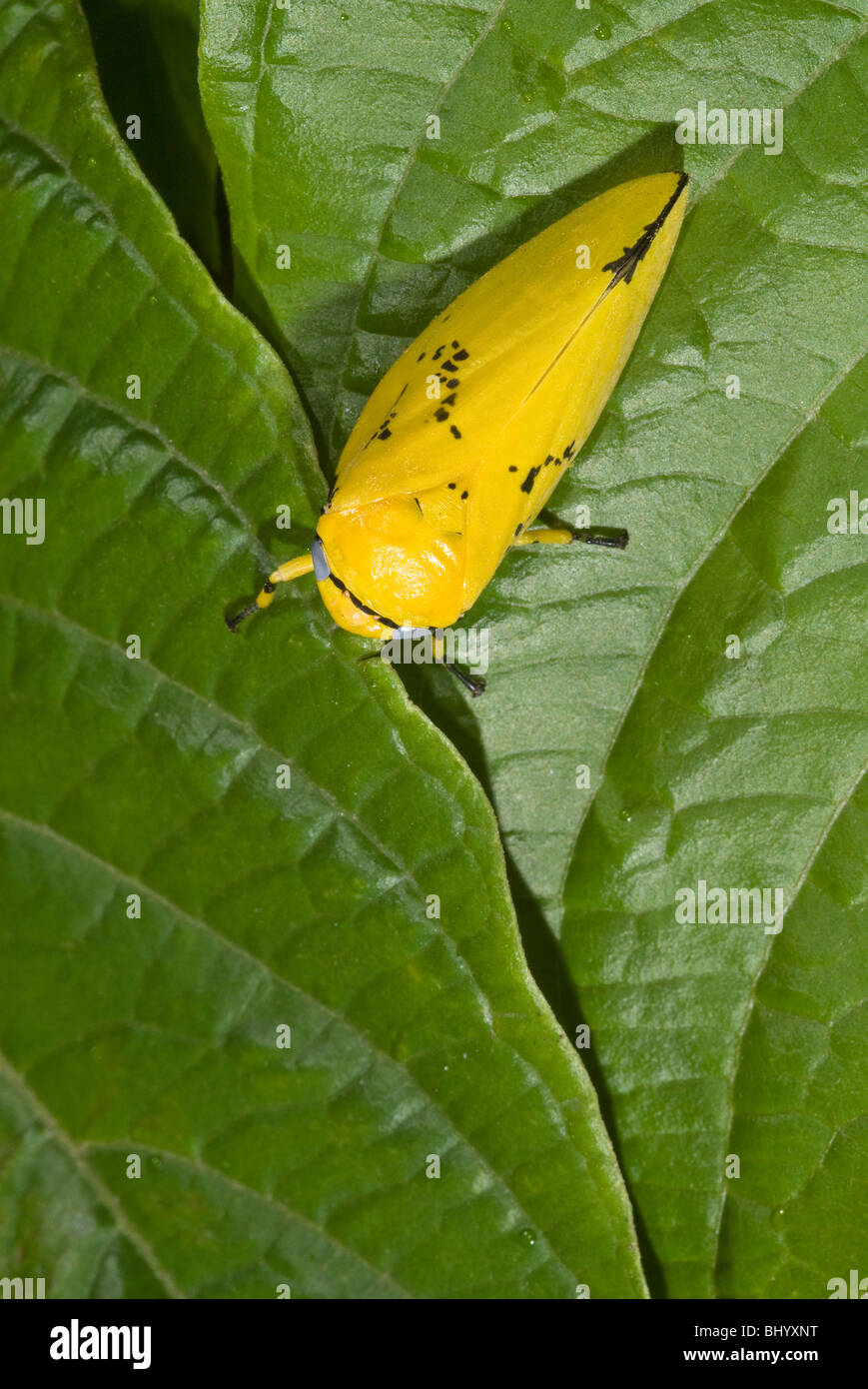 A yellow Spittle bug (of the family Cercopidae) on a green leaf, Durban, Kwazulu Natal, South Africa Stock Photo