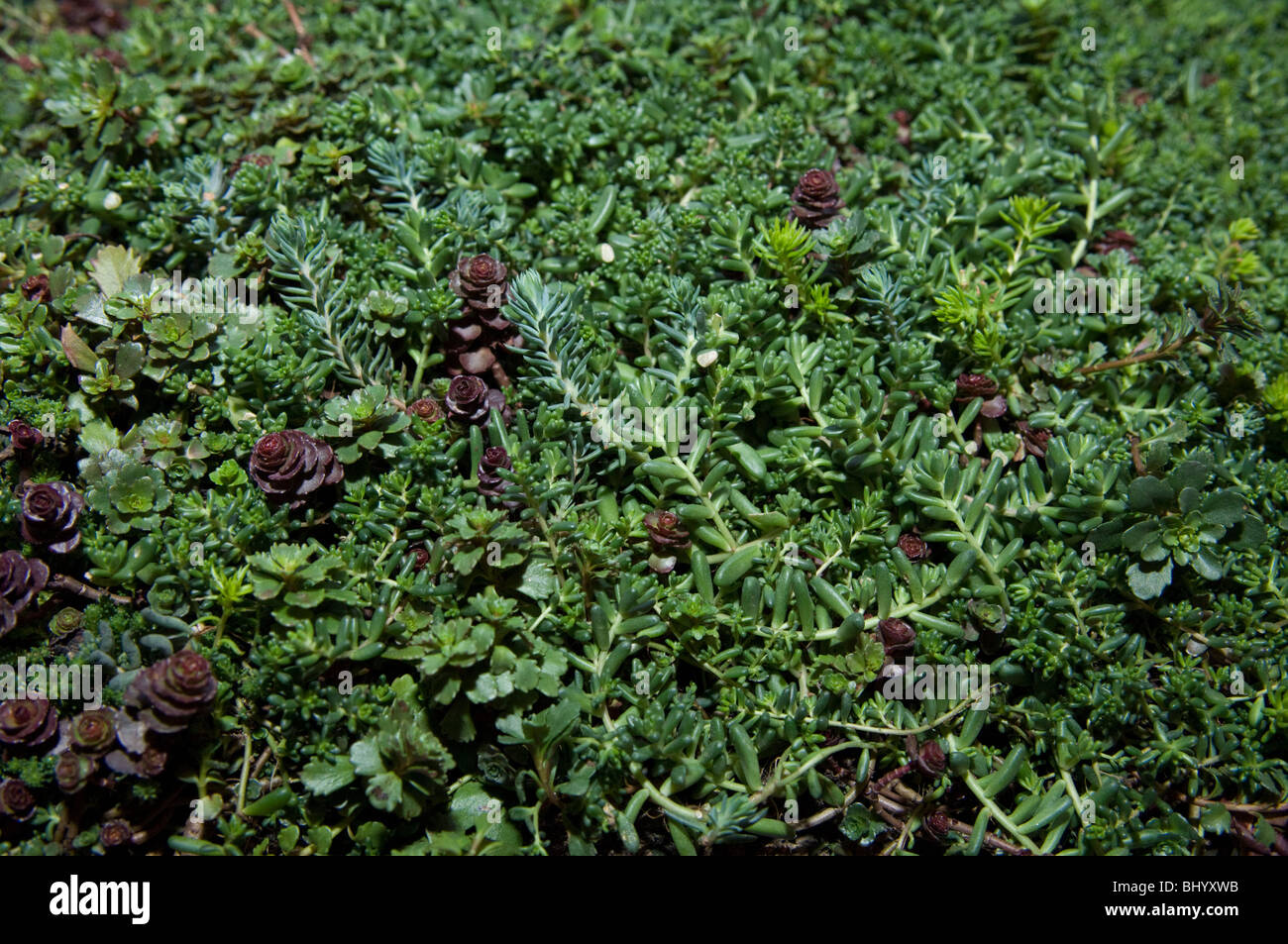 Sedum for green roofs on display at the Greenroof Environmental Literacy Laboratory in New York Stock Photo