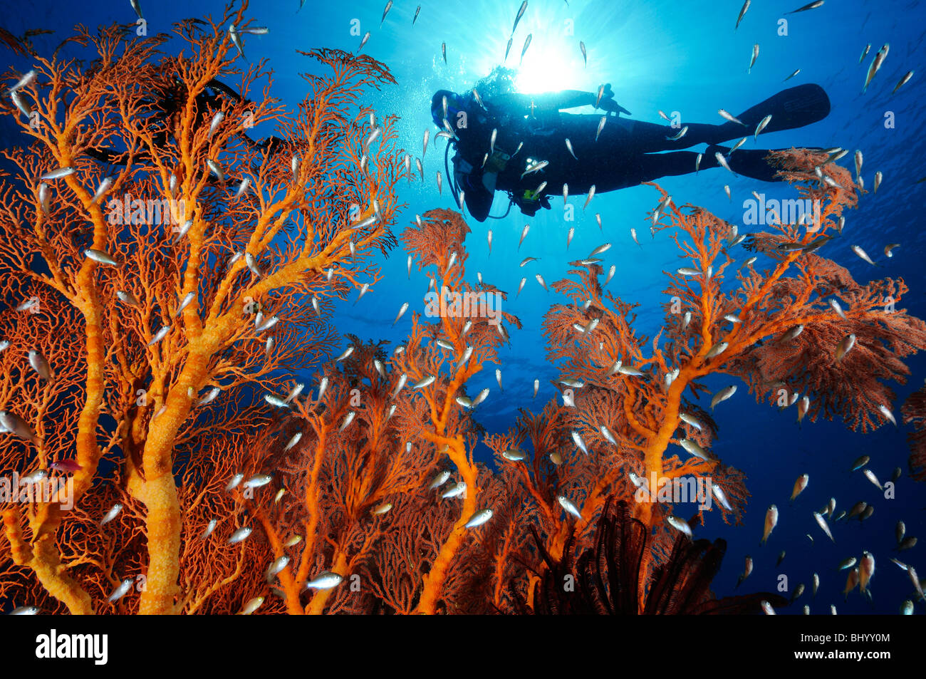 scuba diver with Knotted fan coral and Pigmy sweeper, Jemeluk, Cemeluk, Amed, Bali Stock Photo