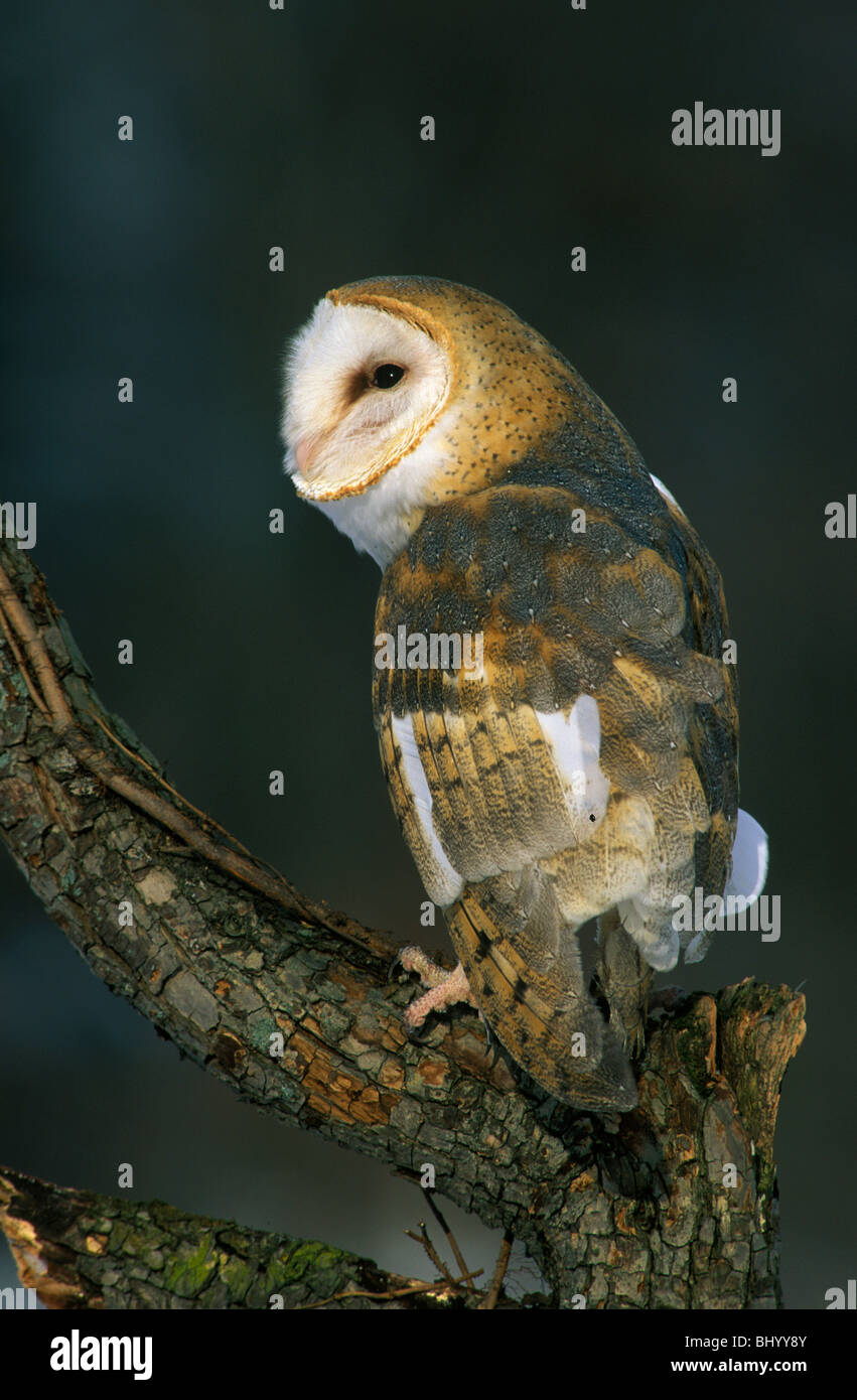 Barn Owl Tyto alba North America, by George E. Stewart/Dembinsky Photo Assoc Stock Photo