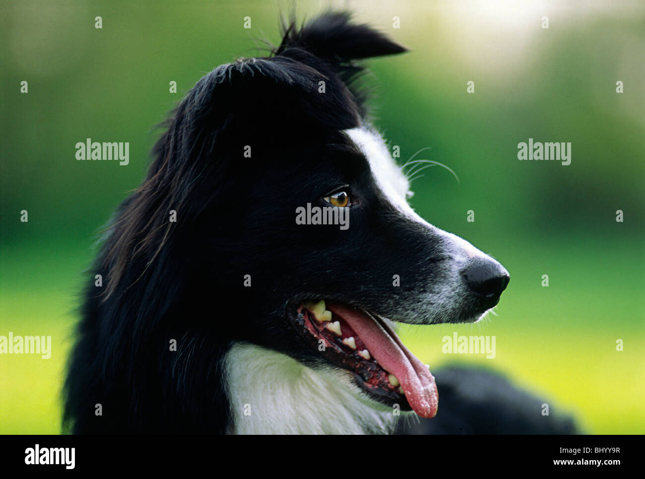 Border collie dog Stock Photo