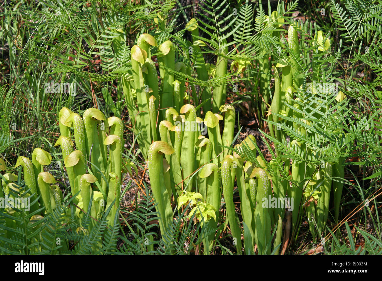Hooded Pitcher Plant Sarracenia minor South Carolina USA, by Carol