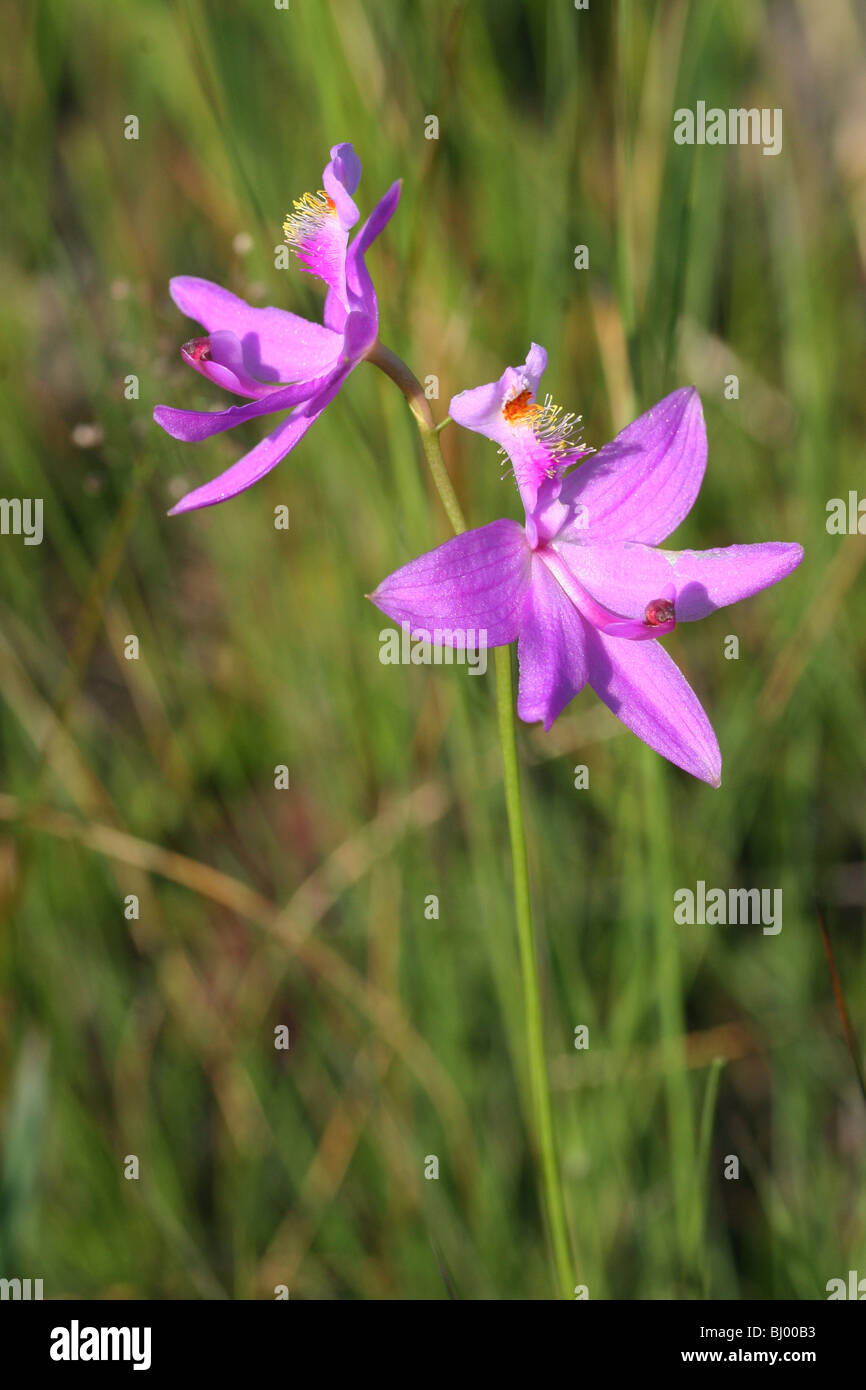 Grass Pink Orchid Calopogon Florida USA, by Carol Dembinsky/Dembinsky Photo Assoc Stock Photo