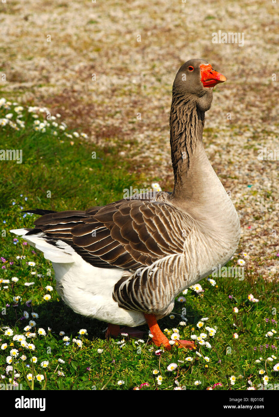 Domestic goose Stock Photo