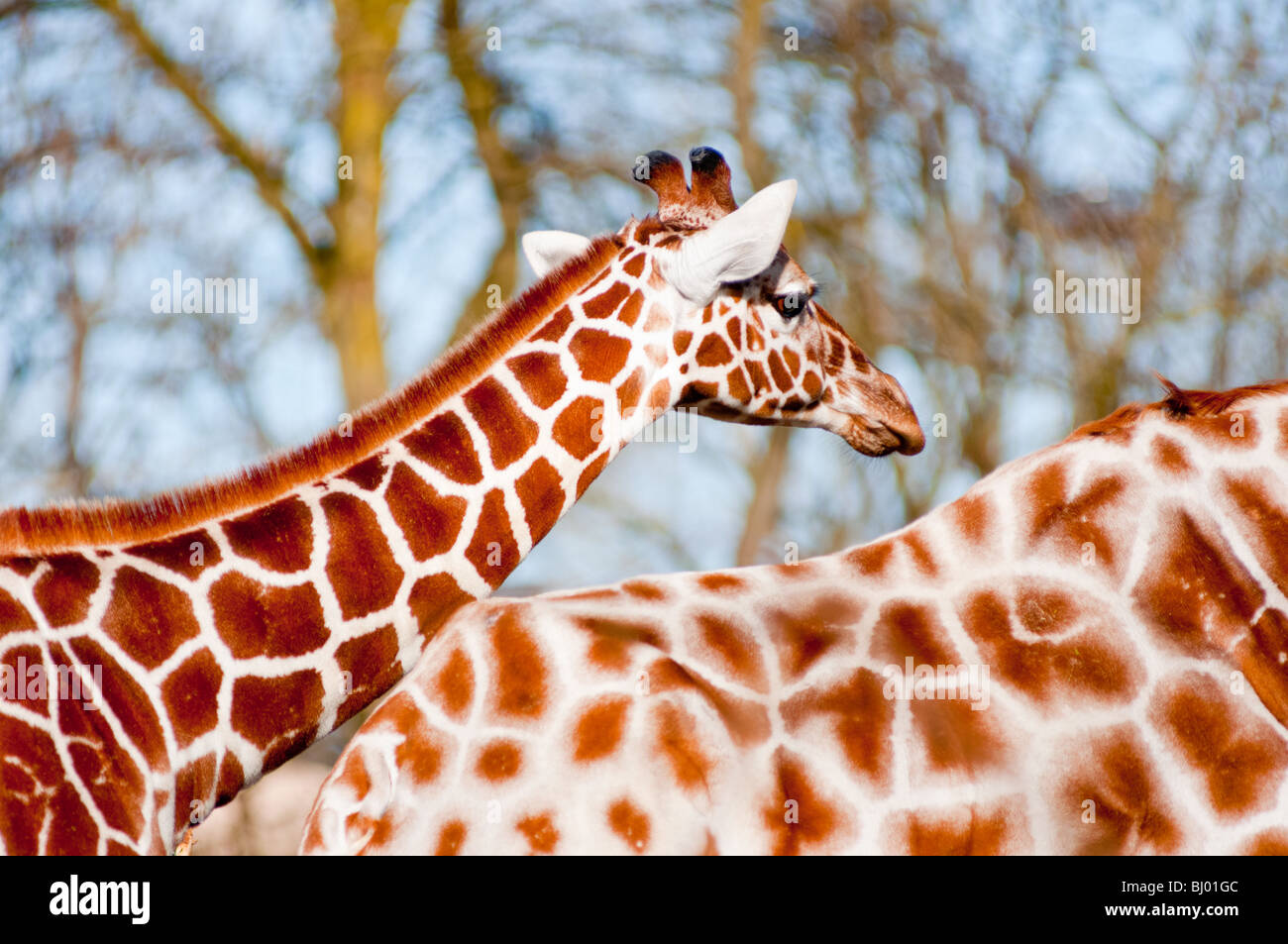 Young giraffe follows adult Stock Photo