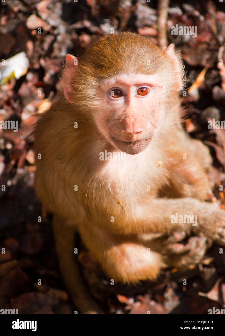 Young Hamadryas baboon looks up earnestly. Stock Photo