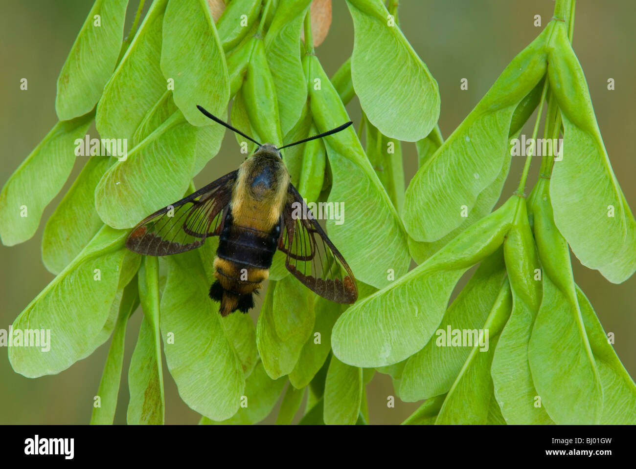 Hummingbird Moth Common Clearwing  Hemaris thysbe on Ashleaf Maple Seeds Eastern USA, by Skip Moody/Dembinsky Photo Assoc Stock Photo