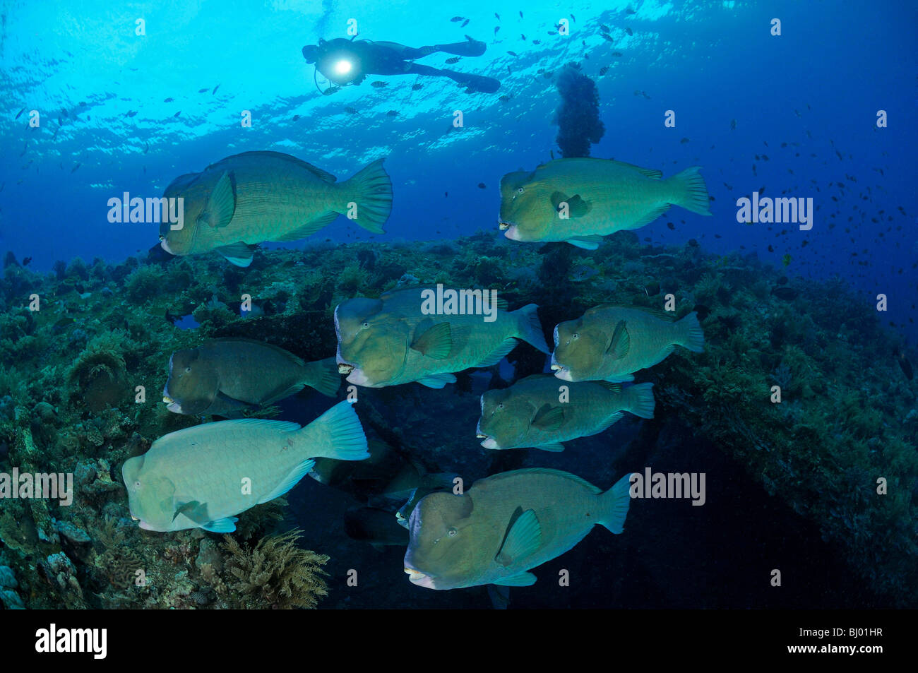 Bolbometopon muricatum, school of Green humphead parrotfish, Bumphead parrotfish and scuba diver, Liberty Wreck, Tulamben, Bali Stock Photo