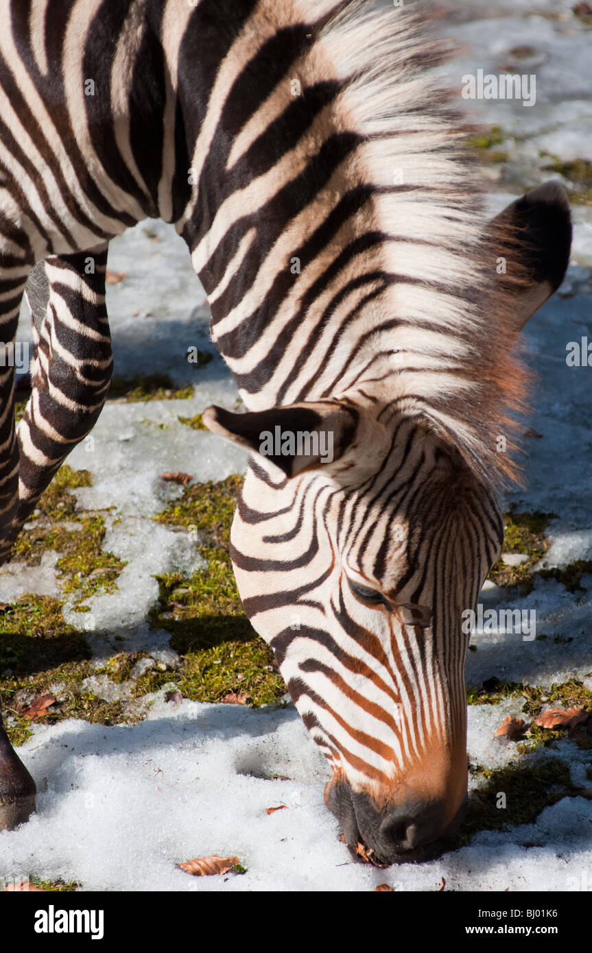 Zebra eating Stock Photo