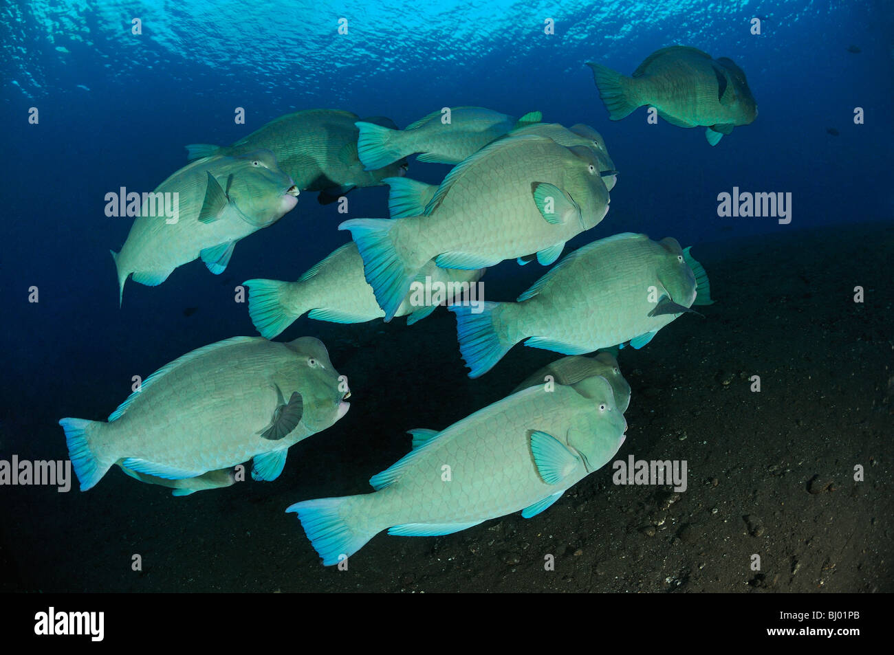 Bolbometopon muricatum, school of Green humphead parrotfish, Bumphead parrotfish, Liberty Wreck, Tulamben, Bali Stock Photo