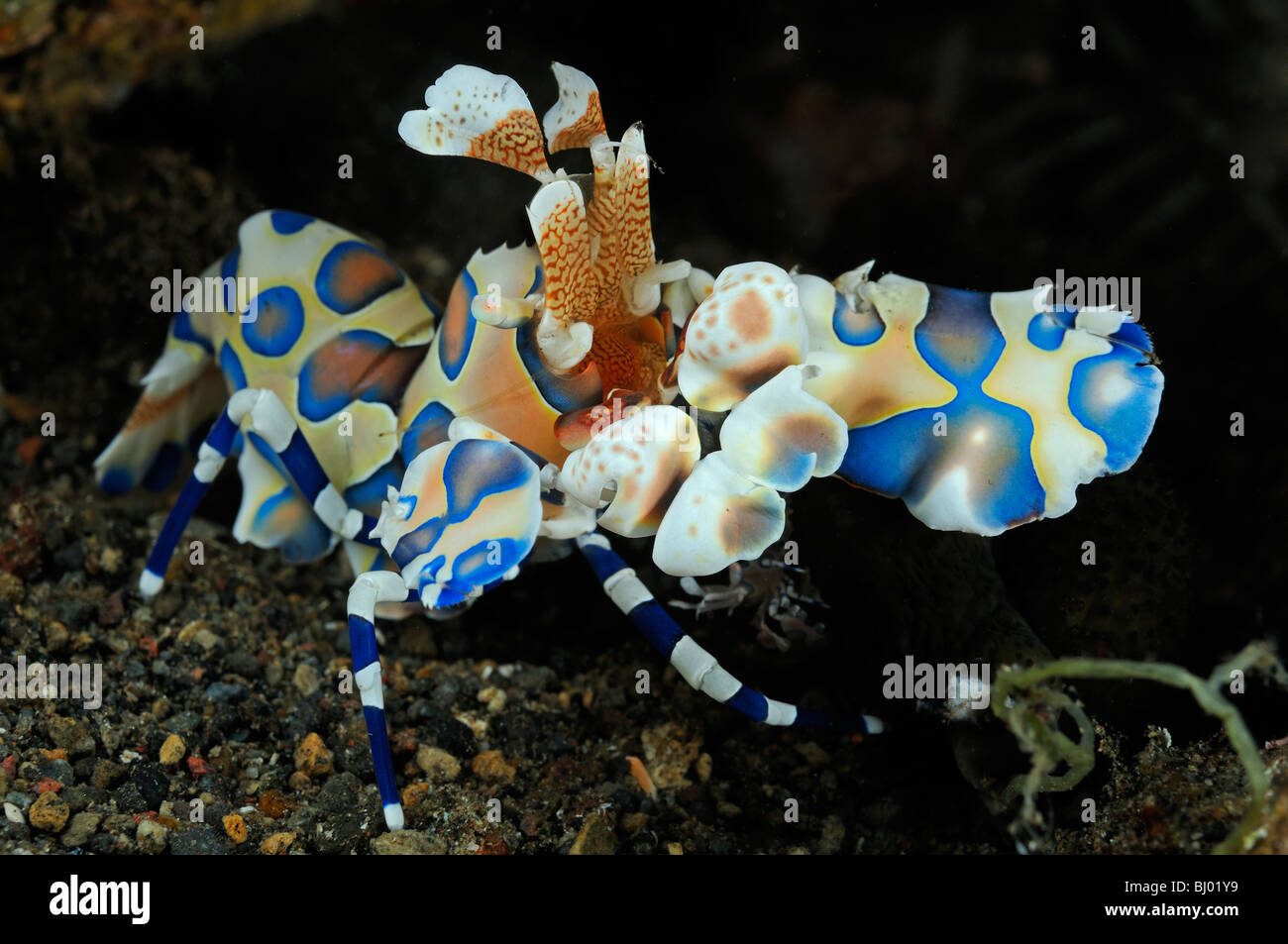 Hymenocera elegans, Harlequin Shrimp, Seraya Beach, Tulamben, Bali, Indonesia, Indo-Pacific Ocean Stock Photo