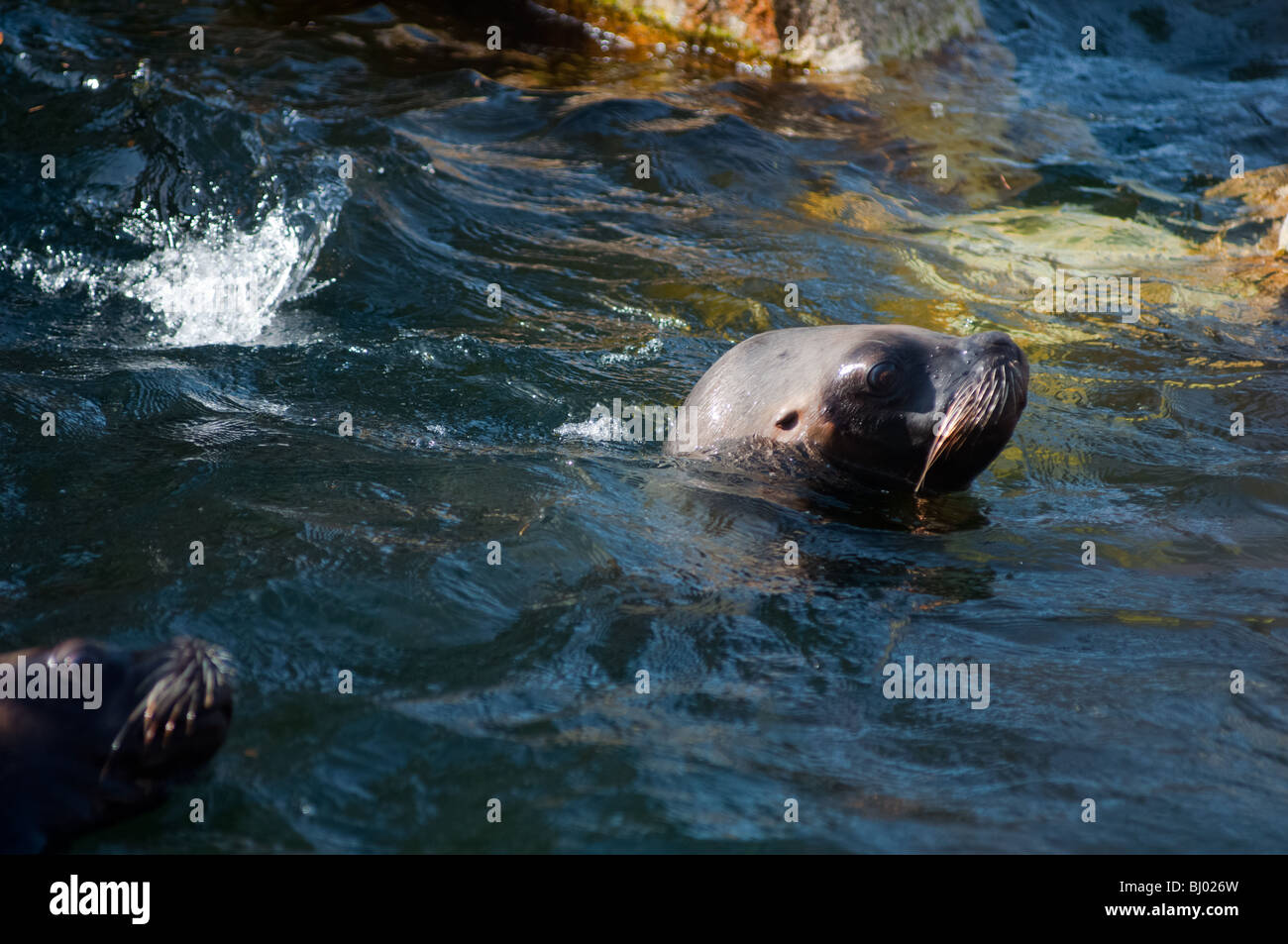 Sea lions in water Stock Photo