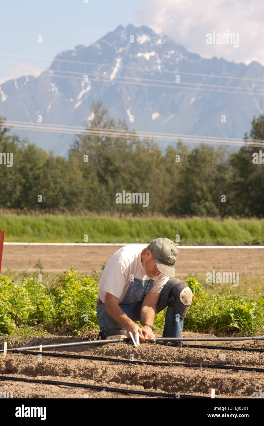 Research Assistant Gregg Terry sets up drip irrigation system for lettuce at the UAF experiment station in Palmer Alaska Stock Photo