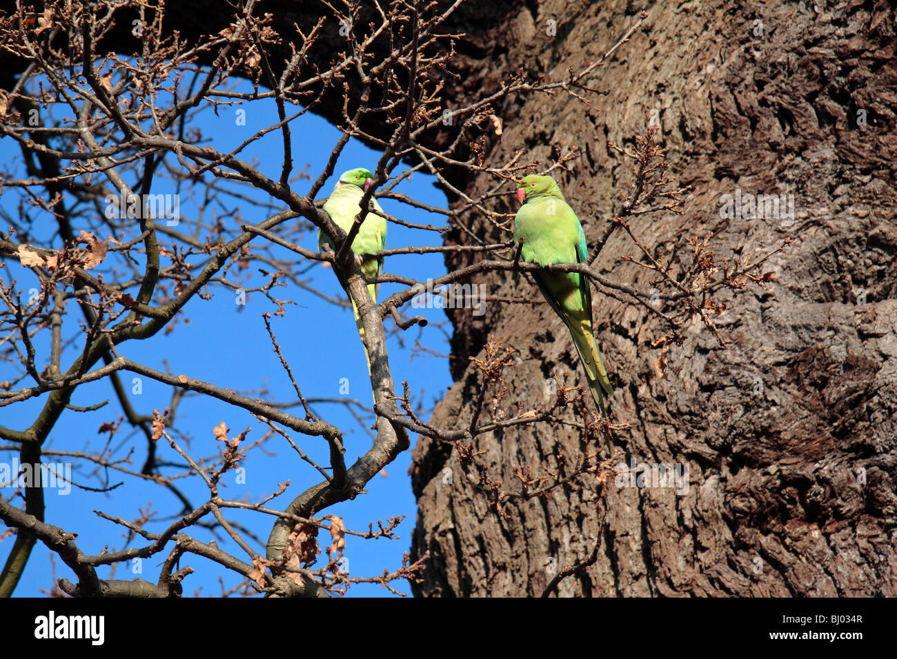 Two bright green wild parakeets perching on a tree in Bushy Park