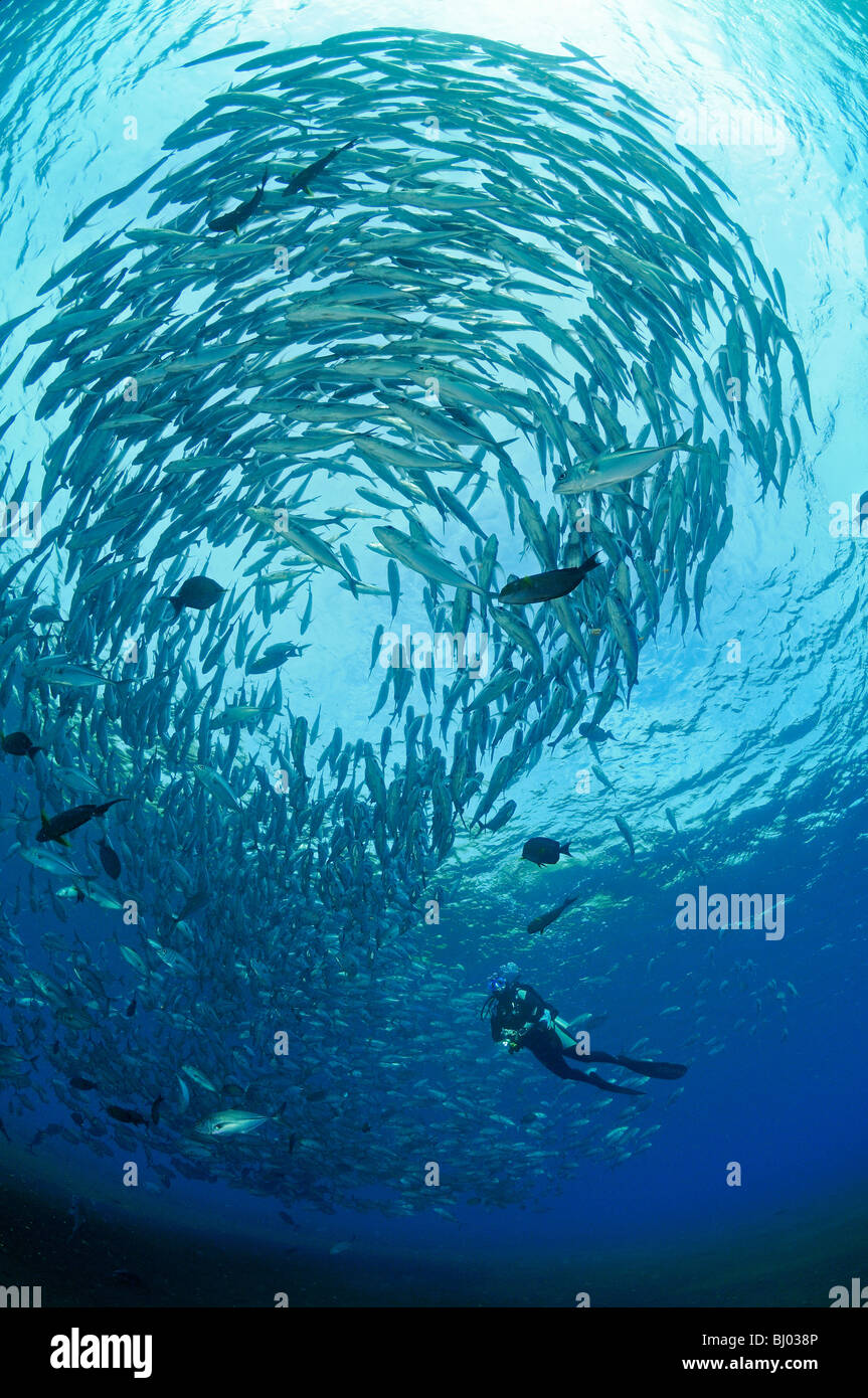 Caranx sexfasciatus, Bigeye trevally, school of bigeye trevallys, school of fishes, scuba diver, Tulamben, Liberty Wreck, Bali Stock Photo
