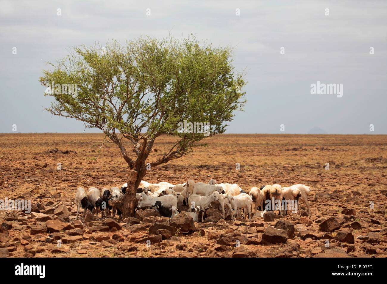 Goats sheltering under a lone tree in the deserts of Northern Kenya between Isiolo and Marsabit Stock Photo