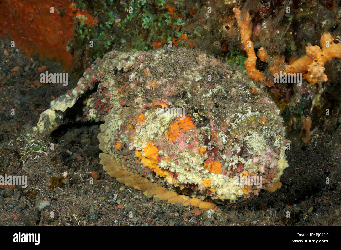 Synanceia verrucosa, Reef-Stone fish, Tulamben, Bali, Indonesia, Indo-Pacific Ocean Stock Photo