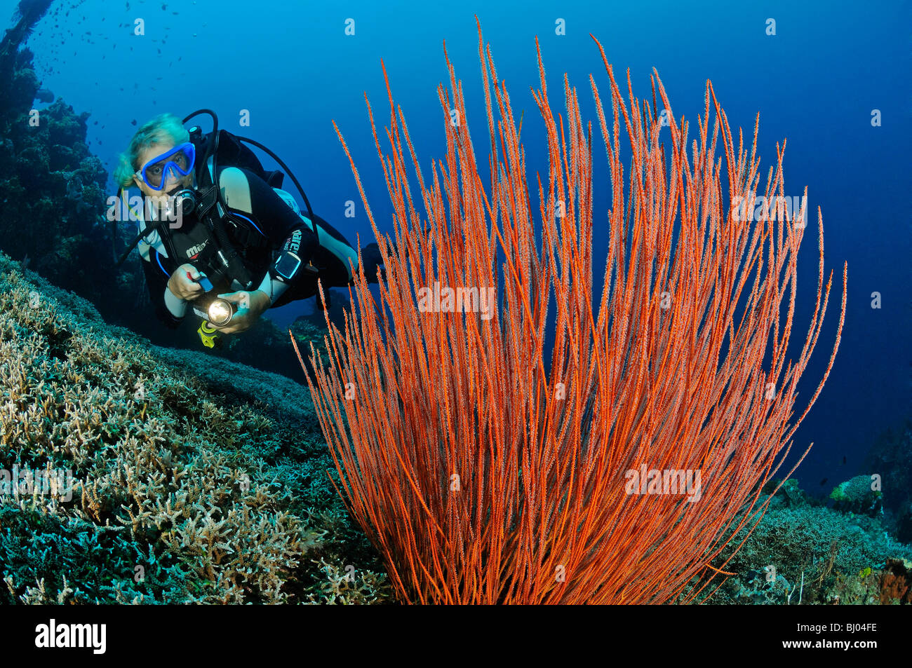 Ctenocella cercidia, Ellisella cercidia, Ellisella ceratophyta, female scuba diver with red whip corals, Tulamben. Bali Stock Photo
