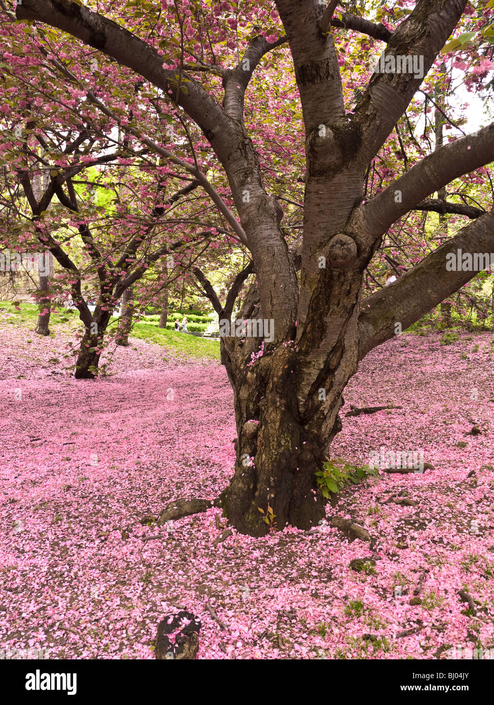 Japanese cherry trees in bloom in Central Park - New York City Stock ...