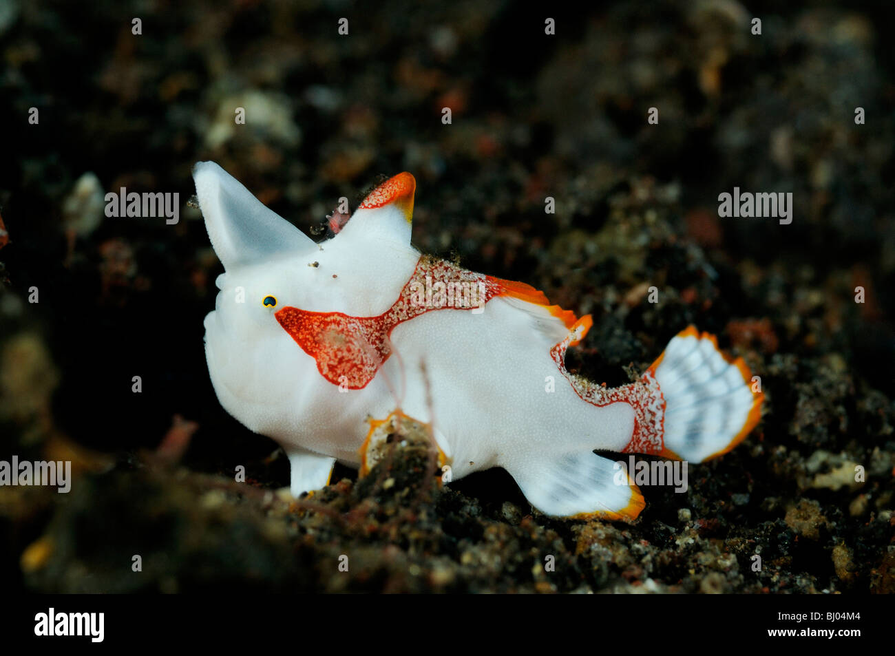 Antennarius maculatus, juvenile Warty frogfish, Clown frogfish, Tulamben, Bali, Indonesia, Indo-Pacific Ocean Stock Photo