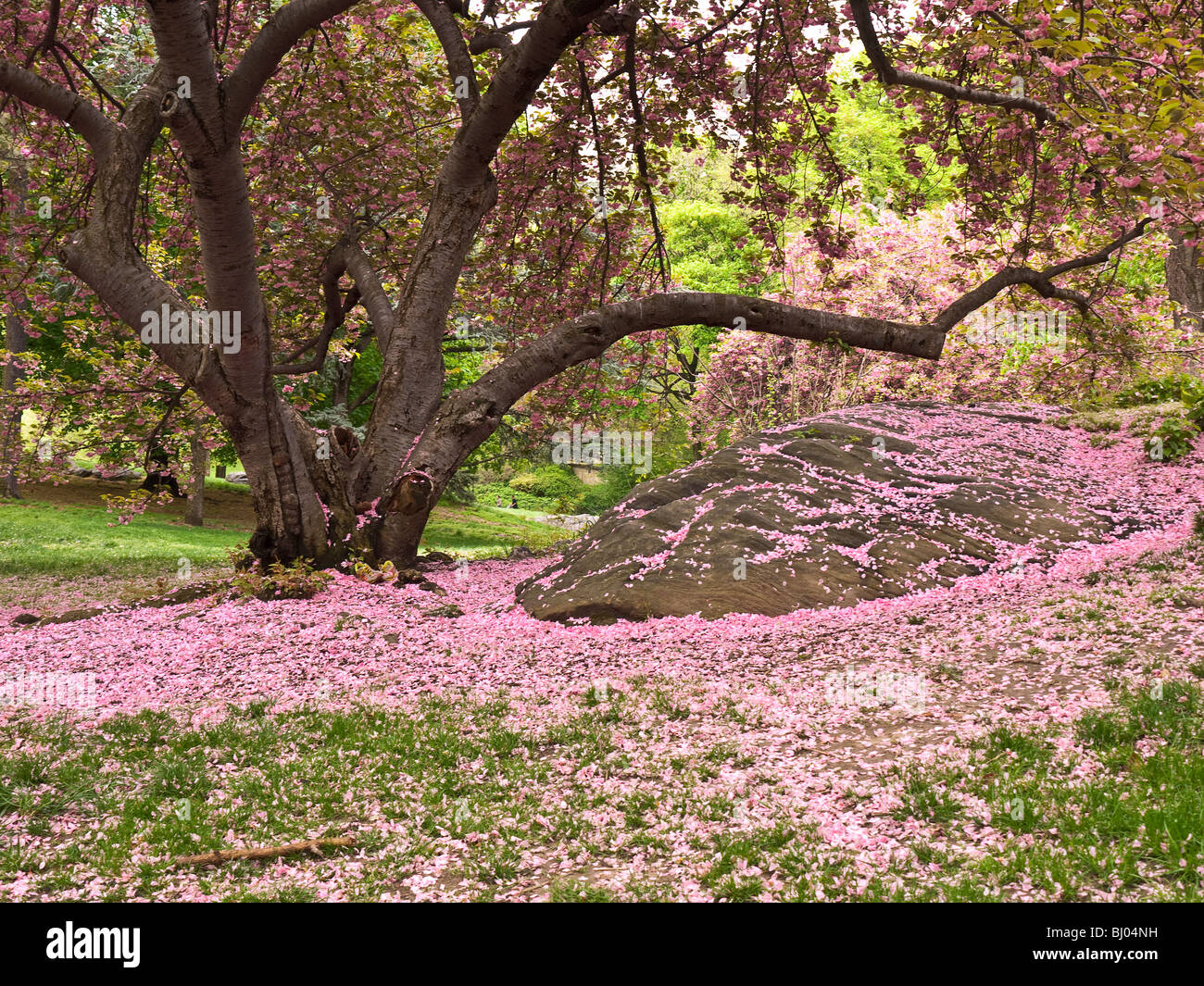 Japanese cherry trees in bloom in Central Park - New York City Stock Photo