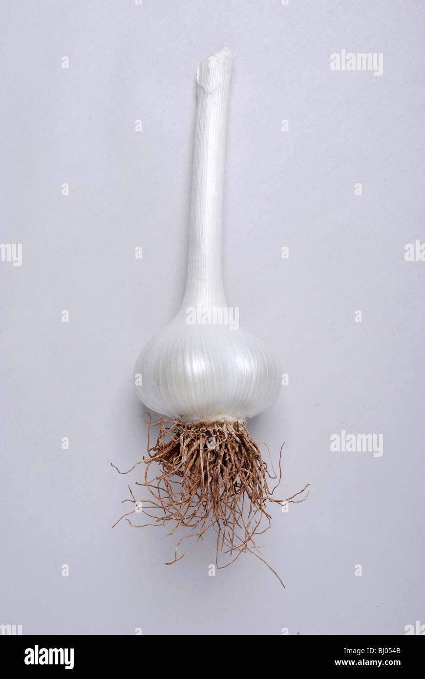 Whole garlic bulb with roots Stock Photo Alamy