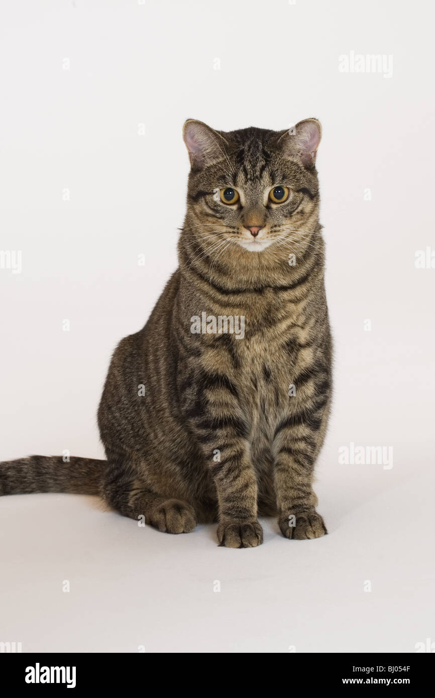 10 month old domestic silver tabby kitten Stock Photo - Alamy