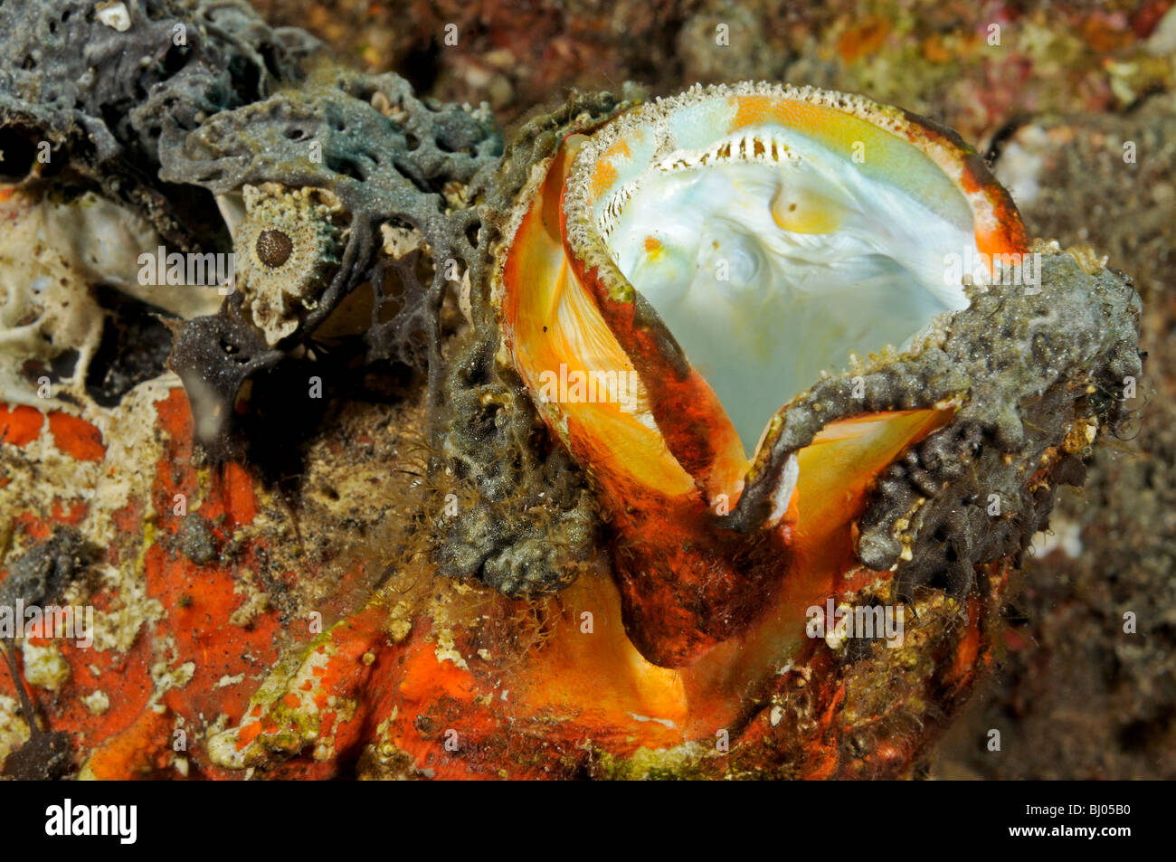 Synanceia horrida, Estuarine Stonefish, head with open mouth, Tulamben, Bali, Indonesia, Indo-Pacific Ocean Stock Photo