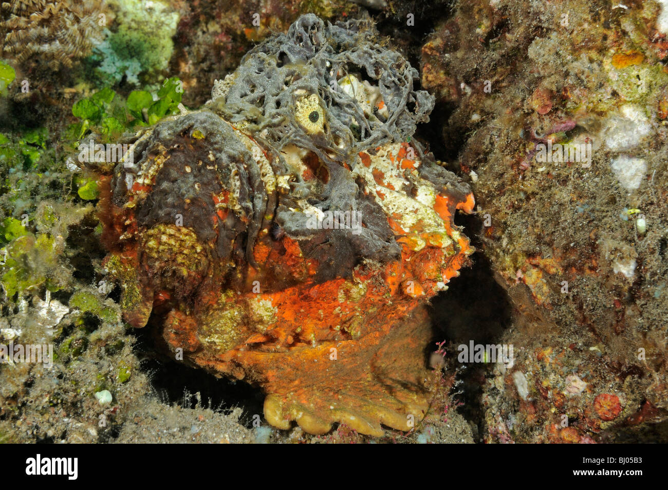 Synanceia horrida, Estuarine Stonefish, head, Tulamben, Bali, Indonesia, Indo-Pacific Ocean Stock Photo