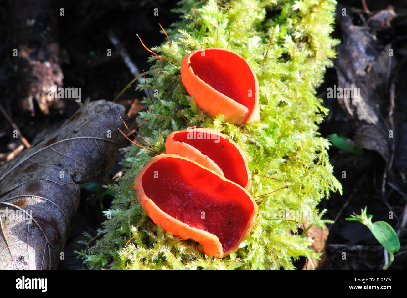 Fungi Scarlet Elf Cup fungus, St Dogmaels, Pembrokeshire, Wales, United Kingdom Stock Photo