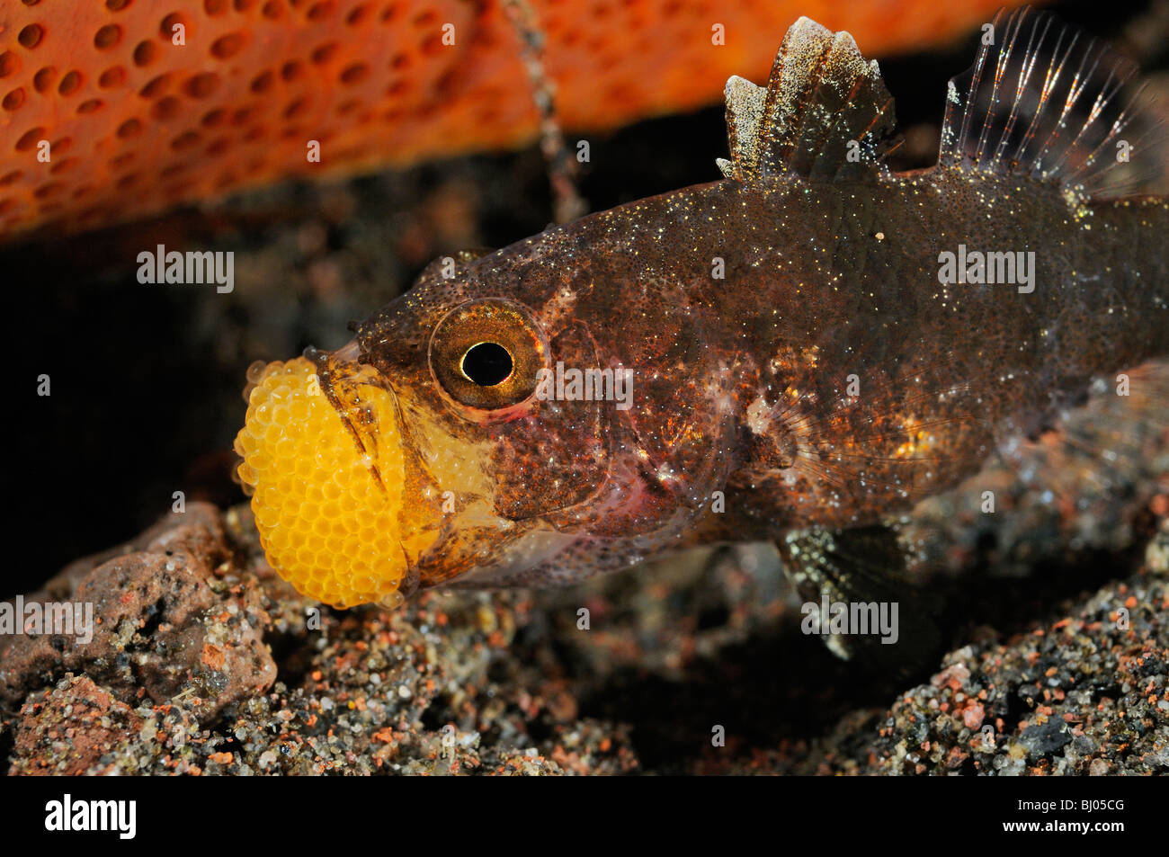 Apogon sp., mouthbrooding Cardinalfish with eggs in the mouth, Tulamben, Bali, Indonesia, Indo-Pacific Ocean Stock Photo