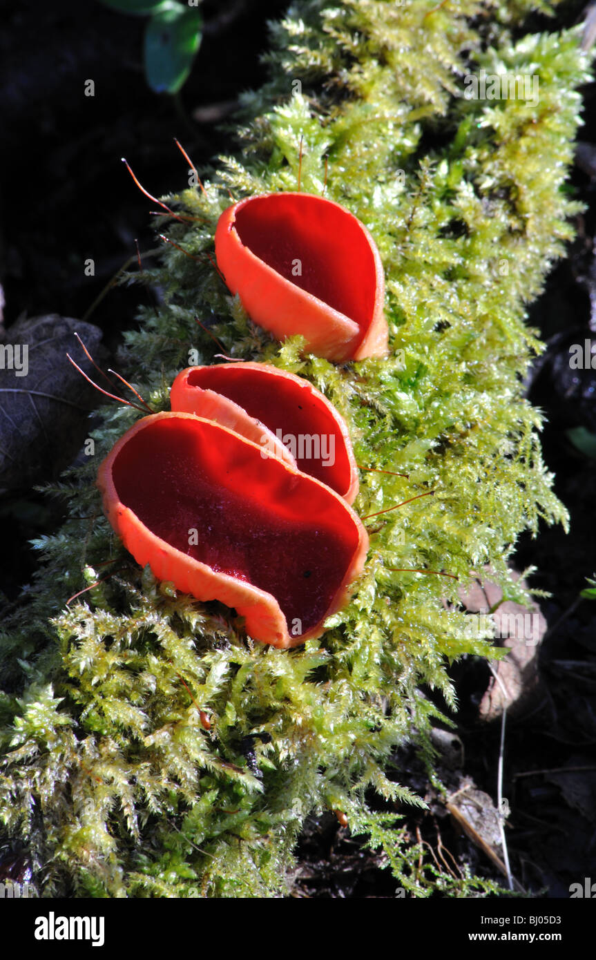 Fungi Scarlet Elf Cup fungus, St Dogmaels, Pembrokeshire, Wales, United Kingdom Stock Photo