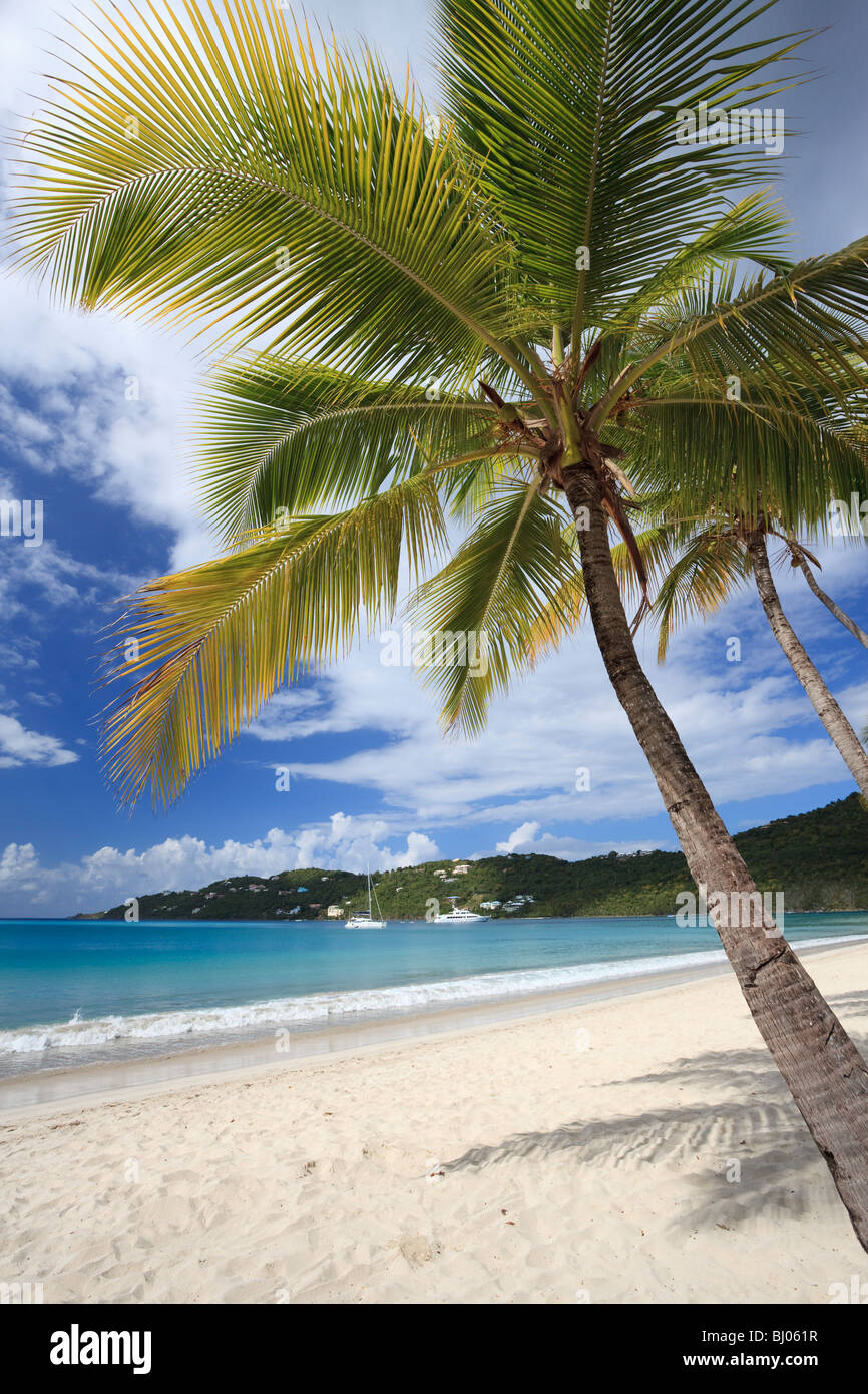 Coconut palms along a tropical beach Stock Photo