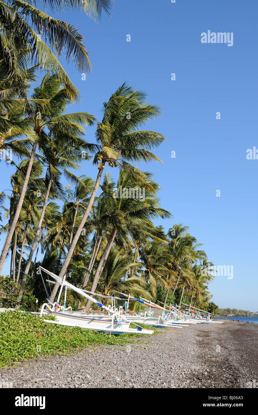 Cocos nucifera, traditional Outrigger-Canoes on tropical beach and Coconut Palms, Tulamben, Bali, Indonesia, Indopacific Ocean Stock Photo