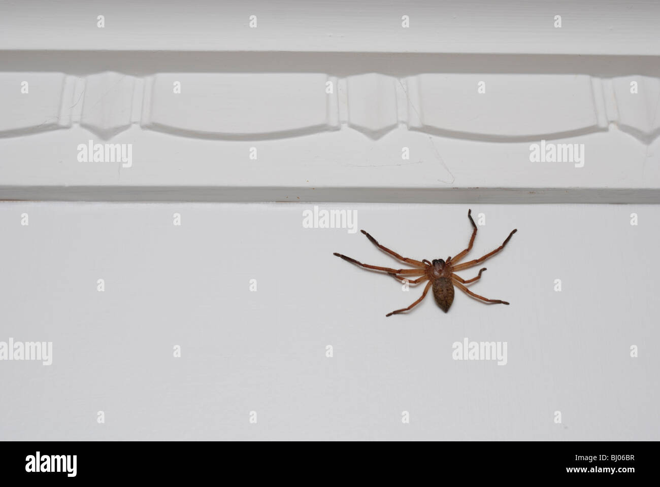 Australian huntsman spider on wall inside house. Harmless! Stock Photo