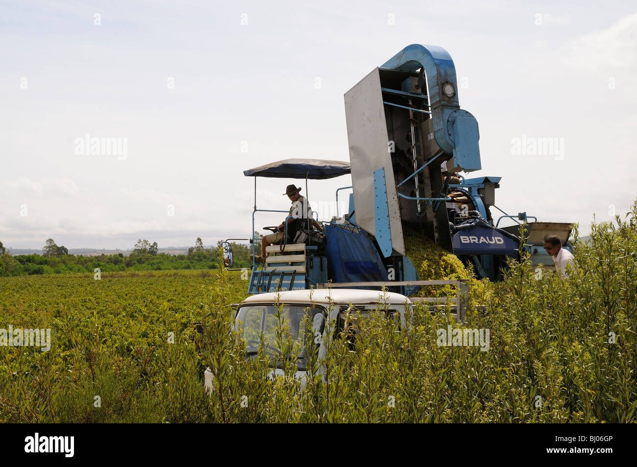 A Braud mechanical harvesting machine working in a south African vineyard at harvest time near Paarl Western cape Stock Photo