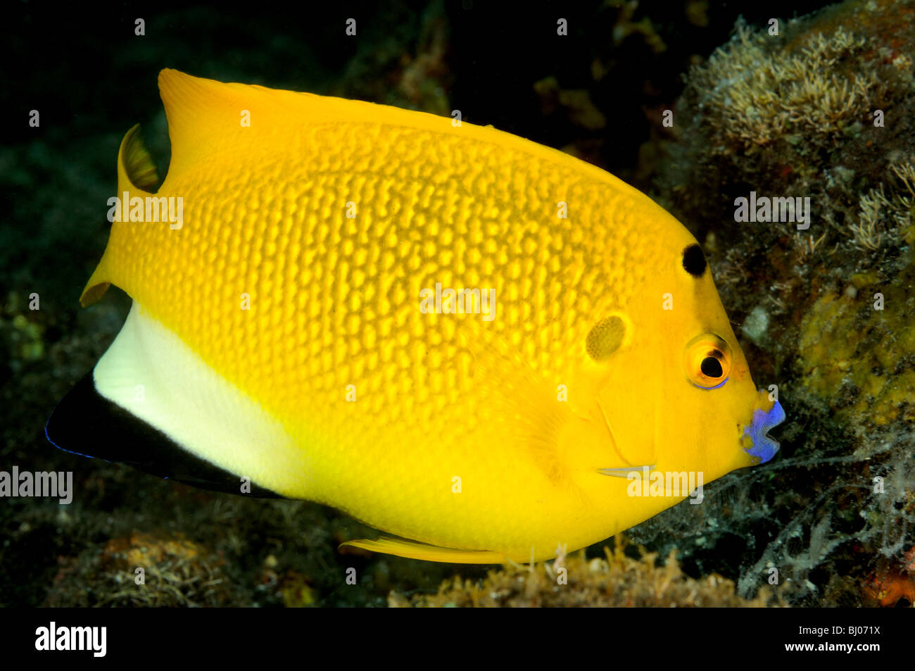 Apolemichthys trimaculatus, Threespot angelfish, Tulamben, Bali, Indonesia, Indo-Pacific Ocean Stock Photo