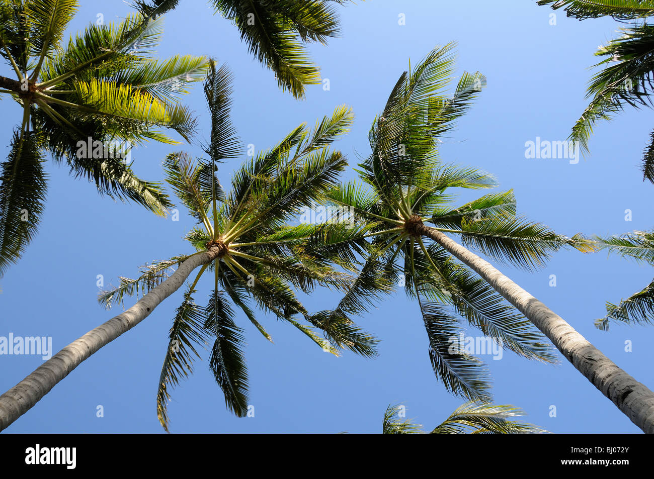 Cocos nucifera, Coconut Palms with blue sky, Tulamben, Bali, Indonesia, Indo-Pacific Ocean Stock Photo